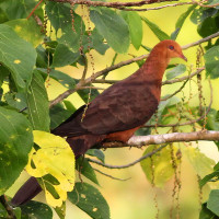 Philippine Cuckoo-Dove